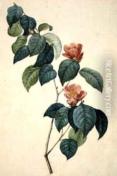 Camellia Japonica, 1793 Oil Painting - Pierre-Joseph Redoute