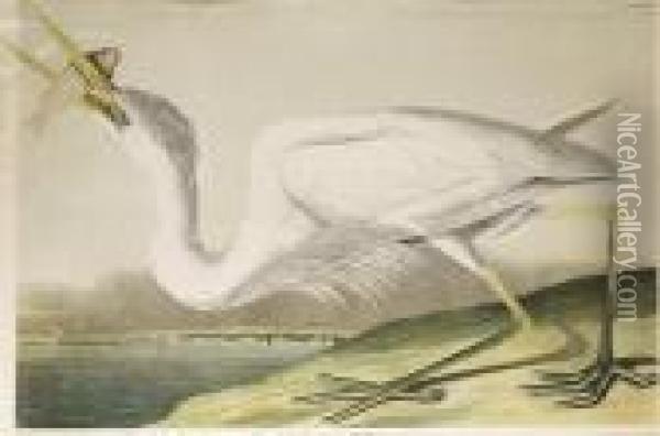 Great White Heron, No. 6-1, Plate 368 Oil Painting - John James Audubon