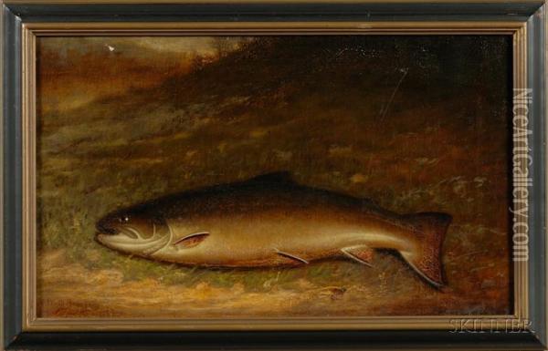 Brown Trout With Fly Oil Painting - Walter M. Brackett