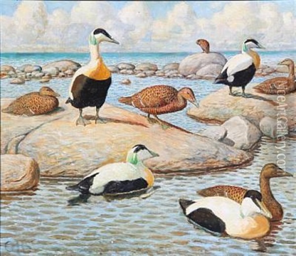 Coastal Scene With Eiders Oil Painting - Gerhard Heilmann