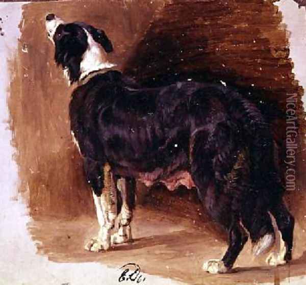 Sketch of a Collie Oil Painting - Sir Edwin Henry Landseer