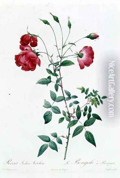 Rosa Indica Sertulata Oil Painting - Pierre-Joseph Redoute