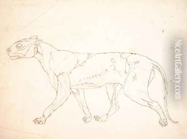 Study of a Tiger, Lateral View, from A Comparative Anatomical Exposition of the Structure of the Human Body with that of a Tiger and a Common Fowl, 1795-1806 10 Oil Painting - George Stubbs