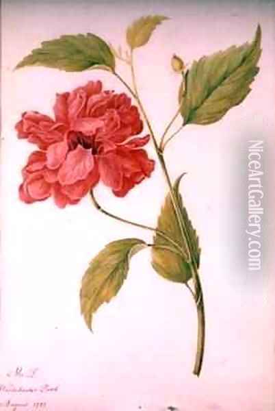 Peony Style Flower Oil Painting - Mary Granville Delany