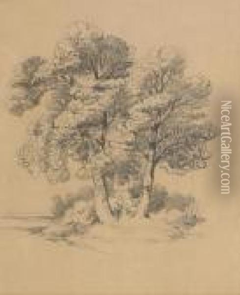 Tree Study Oil Painting - Alexandre Calame
