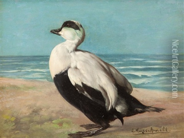 Eider Duck Oil Painting - Gustav Muss-Arnolt