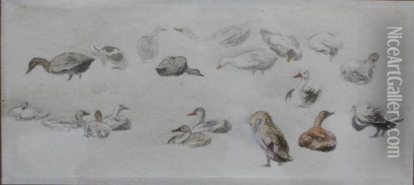Studies Of Ducks Oil Painting - Robert Hills