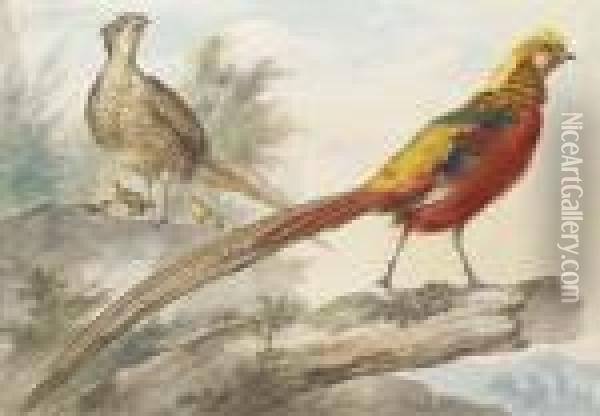A Golden Pheasant Standing On A Log With A Female Pheasant And Herchicks Behind Oil Painting - Aert Schouman