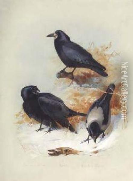 Carrion Crow, Hooded Crow Oil Painting - Archibald Thorburn