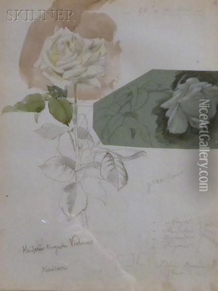 Rose Studies Oil Painting - Georges Fraipont