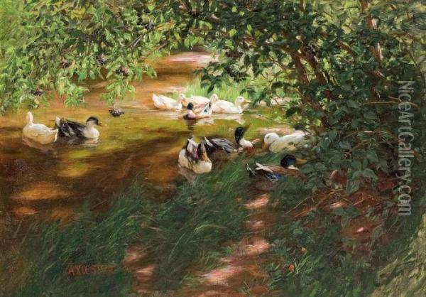 Ducks On The Water Oil Painting - Alexander Max Koester