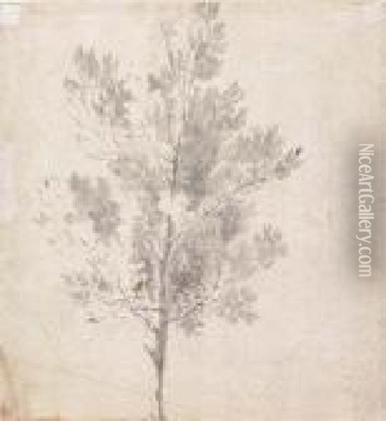 Studies Of Trees: Double-sided Oil Painting - Sir Anthony Van Dyck