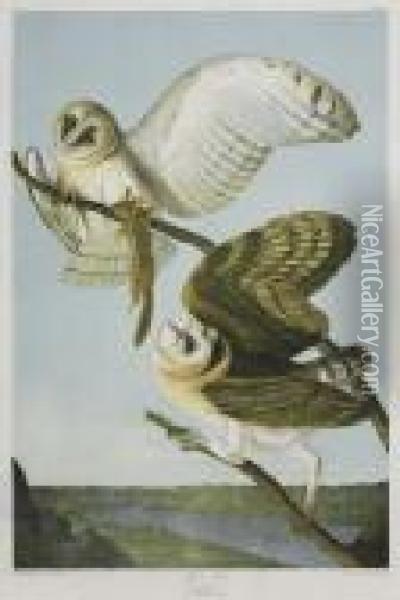 Barn Owl. Plate 34. Oil Painting - John James Audubon