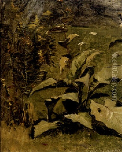 Sonnig Beleuchtete Pflanzen Oil Painting - Charles Edouard du Bois