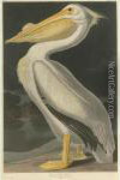 American White Pelican (plate Cccxi) Oil Painting - John James Audubon