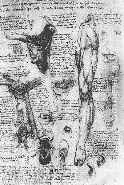 Anatomical Studies Larynx And Leg Oil Painting - Leonardo Da Vinci