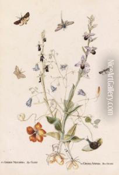 Hairbell, Fly Orchid, Bee Orchid And Nasturtium With Moths; Andwild Orchid, Daisy And Common Twayblade With A Dragonfly, Moths Andother Insects Oil Painting - Thomas Robins