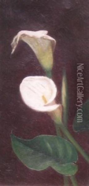 Calla Lilies Oil Painting - Sarah Whitman