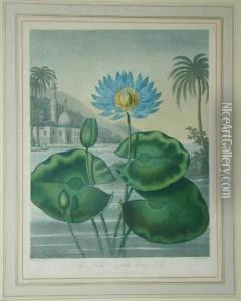 The Blue Egyptian Water Lily Oil Painting - Robert John, Dr. Thornton