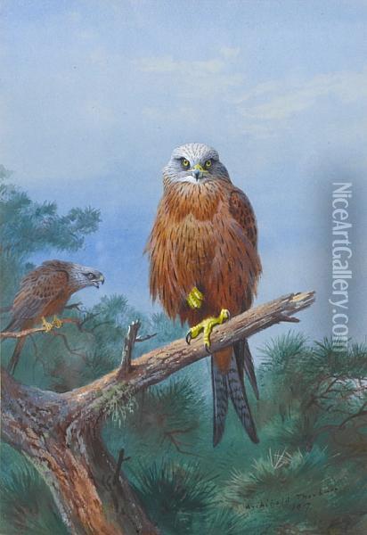 Red Kite Oil Painting - Archibald Thorburn