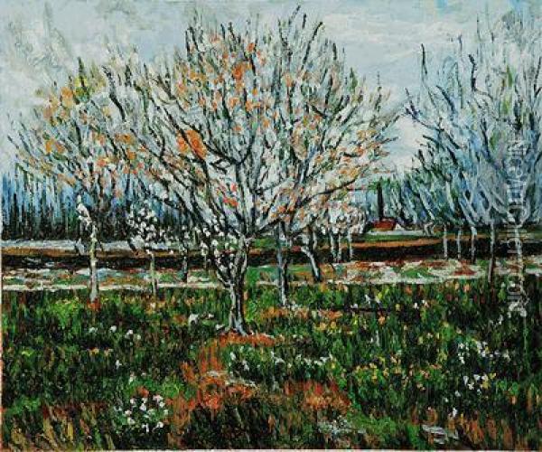 Orchard In Blossom Oil Painting - Vincent Van Gogh