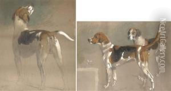 Five Sketches Of Foxhounds Oil Painting - Stephen Pearce