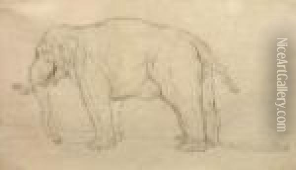 Study Of An Elephant Oil Painting - Johann Elias Ridinger or Riedinger