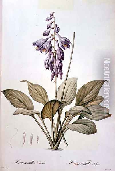 Plantain Lily Oil Painting - Pierre-Joseph Redoute