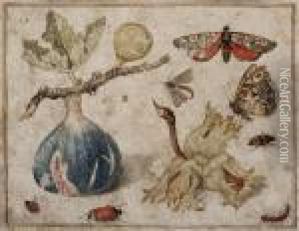 Fico, Nocciole, Farfalle E Insetti Oil Painting - Fra Francesco Maria Da Ripatransone