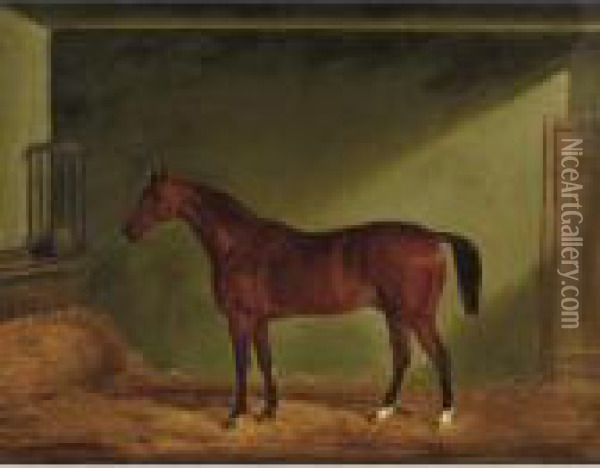 A Bay Horse, Said To Be Red Devil Oil Painting - John Snr Ferneley