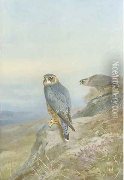 Birds of prey Oil Painting - Archibald Thorburn