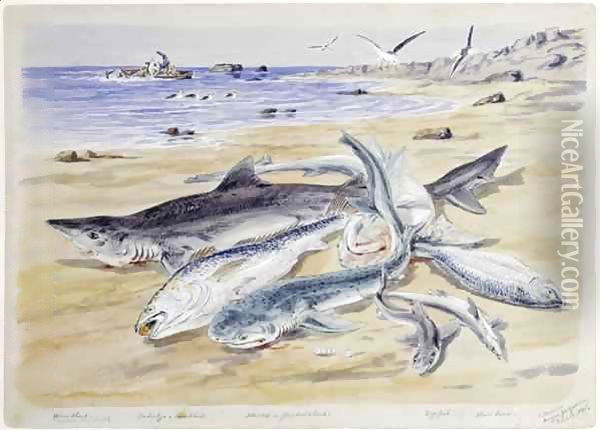 Several sharks on the beach at Angra Peguena, Namibia Oil Painting - Thomas Baines