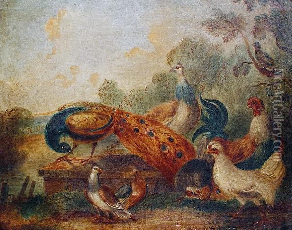 Peacocks Oil Painting - Pieter III Casteels