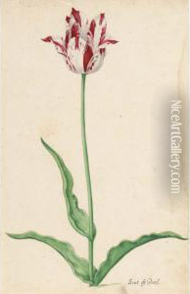 A Tulip: Oil Painting - Pieter the Younger Holsteyn