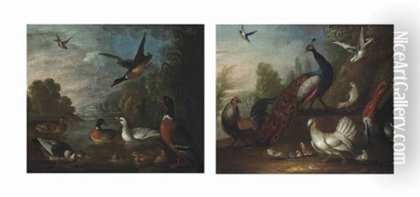 A Cockerel, A Peacock, A Turkey, A Hen, Chicks, Pigeons And Other Birds In A Wooded Landscape; Ducks, Ducklings And Other Birds In A River (pair) Oil Painting - Marmaduke Cradock