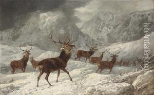 A Herd Of Deer In The Highlands Oil Painting - Byron Webb