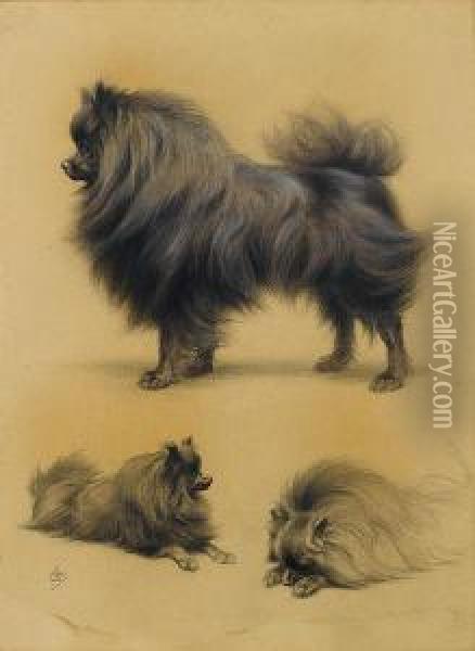 Studies Of A Pomeranian Oil Painting - Ferdinand Oger