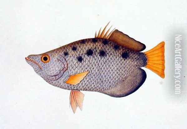 Poompit Soompit, from 'Drawings of Fishes from Malacca', c.1805-18 Oil Painting - Anonymous Artist