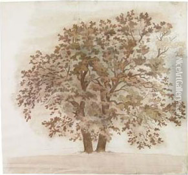 Study Of A Maple Tree Oil Painting - Friedrich Salathe