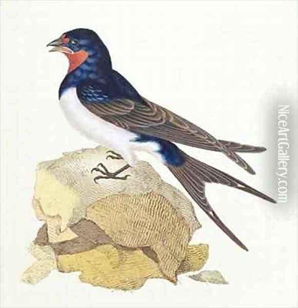 Swallow from The History of British Birds Oil Painting - Edward Donovan