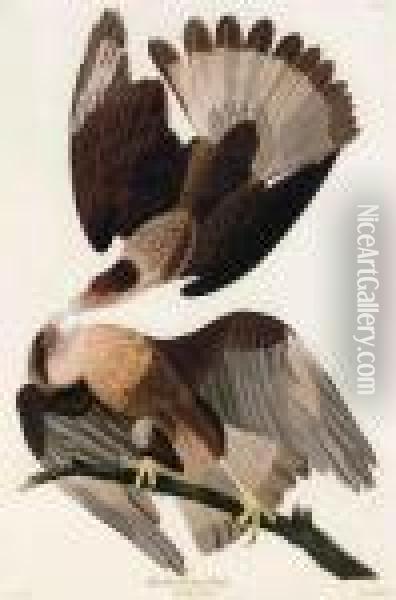 Brasilian Caracara Eagle Oil Painting - John James Audubon
