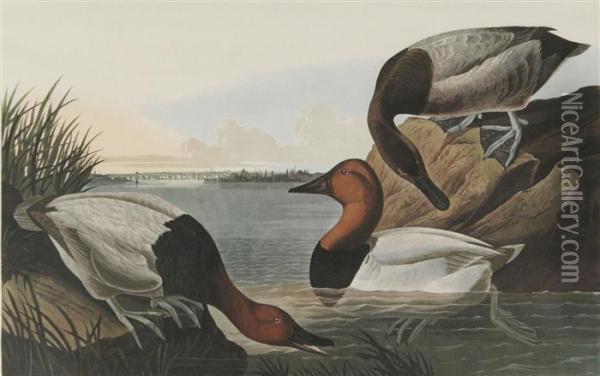 Mallard Duck Oil Painting - John James Audubon