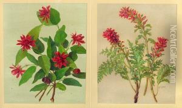 A Study Of Stems Of Indian Paintbrush; A Study Of Stems Of The Spicebush (a Pair) Oil Painting - Alice Brown Chittenden
