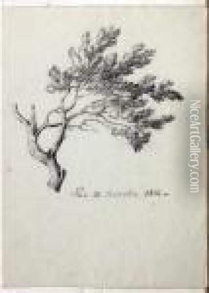 Etude D'arbre Oil Painting - Jean Antoine Constantin D'Aix