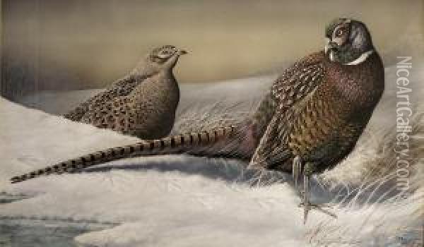 Pheasants In The Snow Oil Painting - R. Robinson