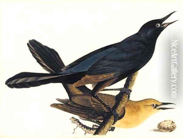 A Pair of Boat-Tailed Grackles Oil Painting - John James Audubon