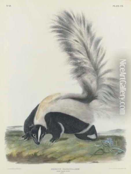 Large Tailed Skunk Oil Painting - John T. Bowen