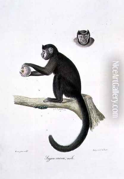 Brown Sajou Monkey, male, engraved by C. de Last, plate 30 (170) from Vol 1 of 'The Natural History of Mammals', by Georges Cuvier and E. Geoffroy Saint-Hilaire, pub. 1824 Oil Painting - Werner