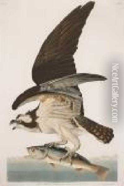 Fish Hawk Or Osprey, Falco Haliaetus. Male(pl. Lxxxi) Oil Painting - John James Audubon
