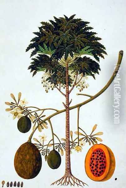 Dapai-ah Tambay or Carica, from 'Drawings of Plants from Malacca', c.1805-18 Oil Painting - Anonymous Artist